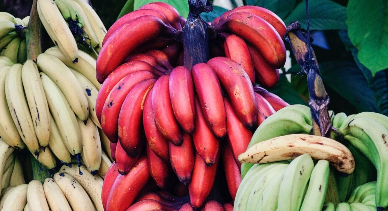 7 Ultimate Red Banana Benefits In Our Daily Routine
