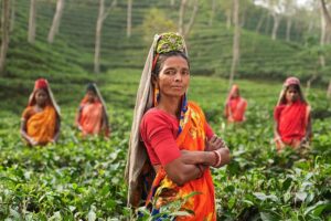 Source of Green Tea