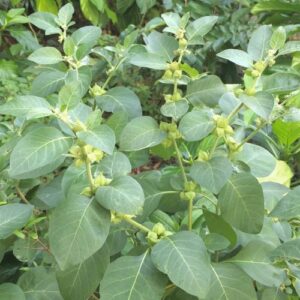 Benefits of Ashwagandha