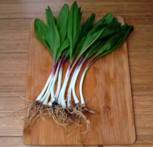 Wild Onion